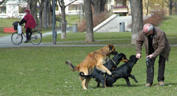 diva-troya-57