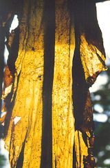 tang.jpg (13780 bytes)