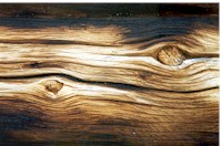 timber.jpg (12347 bytes)